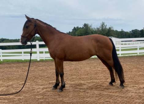 HorseID: 2320227 Sage - PhotoID: 1107663