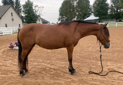 HorseID: 2320227 Sage - PhotoID: 1107664