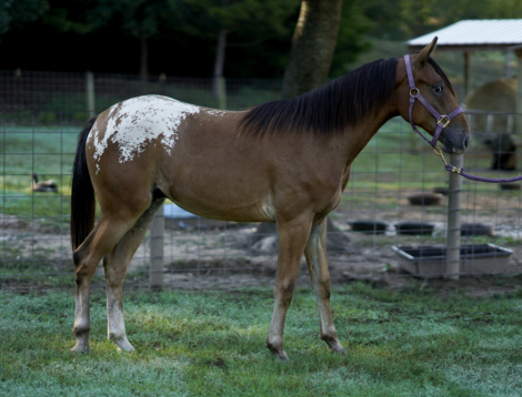 HorseID: 2320230 Wishes Mougle - PhotoID: 1107684