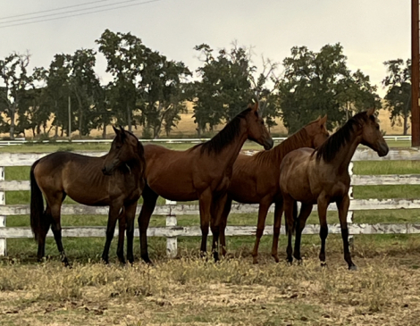 HorseID: 2320244 Thoroughbred Broodmares - PhotoID: 1107685