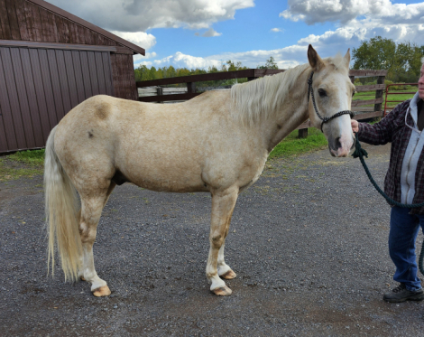 HorseID: 2320270 Rocky - PhotoID: 1107715