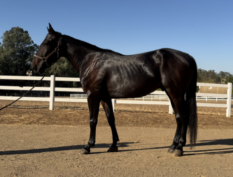 HorseID: 2320281 Simply Easy - PhotoID: 1107732