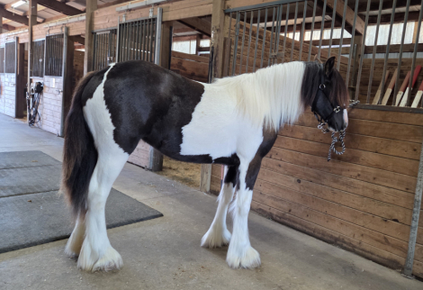 HorseID: 2320288 DaVinci's Painted Pixie - PhotoID: 1107742