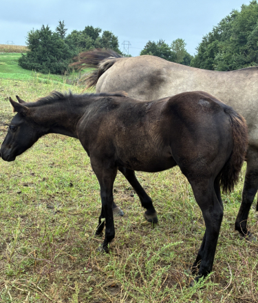 HorseID: 2320304 BRAVOS MIDNIGHT LADY - PhotoID: 1107769