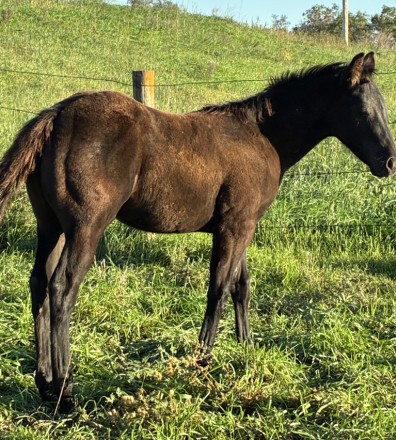 HorseID: 2320304 BRAVOS MIDNIGHT LADY - PhotoID: 1107770