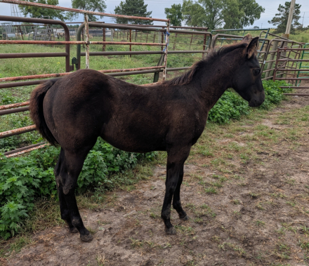 HorseID: 2320304 BRAVOS MIDNIGHT LADY - PhotoID: 1107771