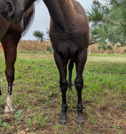 HorseID: 2320304 BRAVOS MIDNIGHT LADY - PhotoID: 1107772