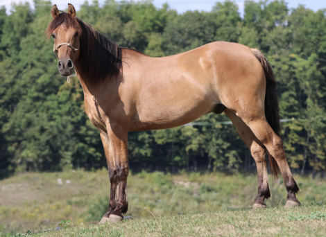 HorseID: 2320306 Dollar - PhotoID: 1107760