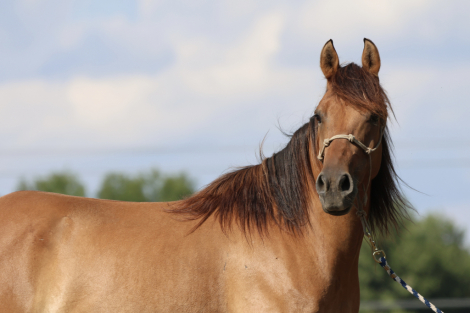 HorseID: 2320306 Dollar - PhotoID: 1107761