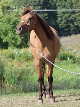 HorseID: 2320306 Dollar - PhotoID: 1107762