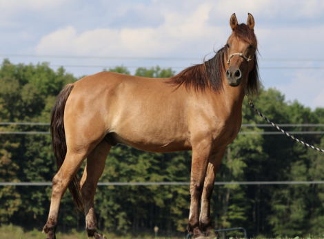 HorseID: 2320306 Dollar - PhotoID: 1107763
