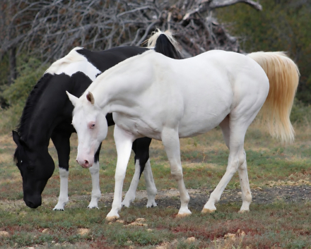 HorseID: 2320309 MISS MAGICAL GUNNER - PhotoID: 1107766