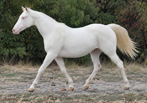 HorseID: 2320309 MISS MAGICAL GUNNER - PhotoID: 1107767