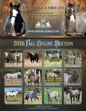HorseID: 2320309 MISS MAGICAL GUNNER - PhotoID: 1107768
