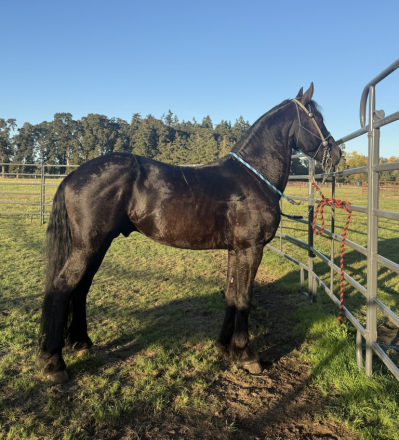 HorseID: 2320319 Consentido - PhotoID: 1107891