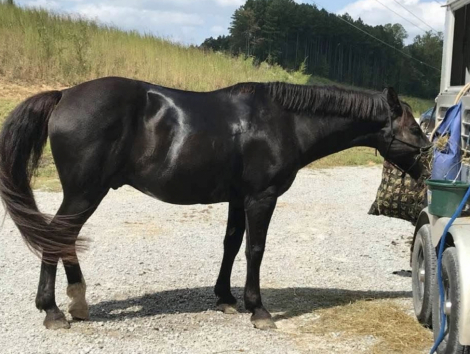 HorseID: 2320328 John Coffey - PhotoID: 1107781