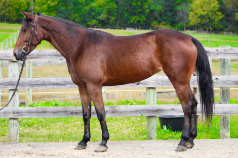 HorseID: 2320329 Gypsy - PhotoID: 1107784