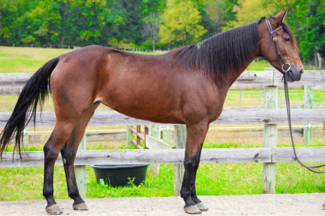 HorseID: 2320329 Gypsy - PhotoID: 1107785