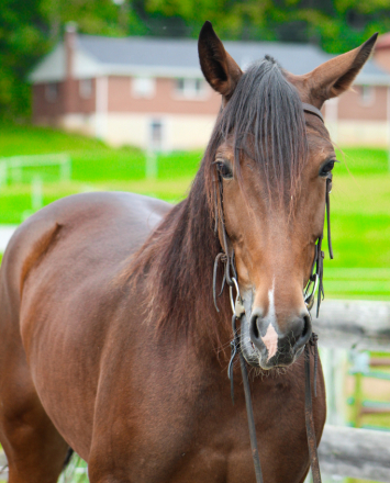 HorseID: 2320329 Gypsy - PhotoID: 1107786