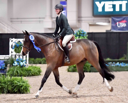 HorseID: 2320336 Luke - PhotoID: 1107789
