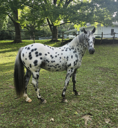HorseID: 2320339 GRR MAKLAKS WARHAWK - PhotoID: 1107903