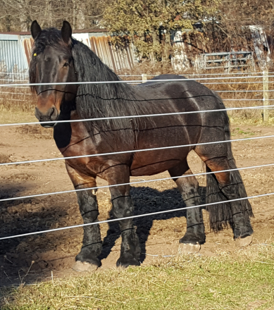HorseID: 2320344 Riley - PhotoID: 1107978