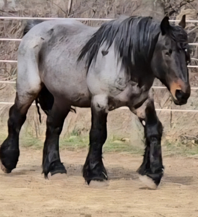 HorseID: 2320344 Riley - PhotoID: 1107979