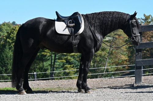 HorseID: 2320345 Legend of Ulyses - PhotoID: 1107793