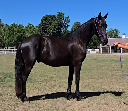 HorseID: 2320347 Cassius van Prairie Wind - PhotoID: 1107794