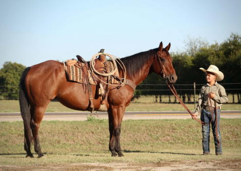 HorseID: 2320350 MISS LITTLE PINO - PhotoID: 1107796