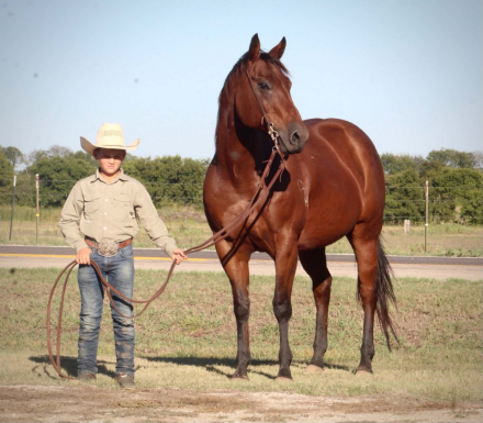 HorseID: 2320350 MISS LITTLE PINO - PhotoID: 1107797