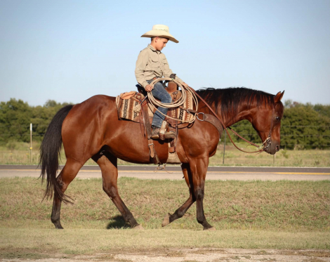 HorseID: 2320350 MISS LITTLE PINO - PhotoID: 1107798