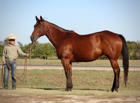 HorseID: 2320350 MISS LITTLE PINO - PhotoID: 1107799