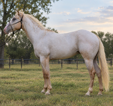 HorseID: 2320351 LUNAS GOLDEN NUGGET - PhotoID: 1107801