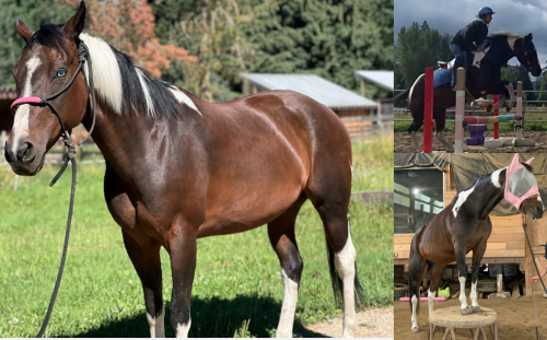 HorseID: 2320352 Arrow Gallant Row - PhotoID: 1107804