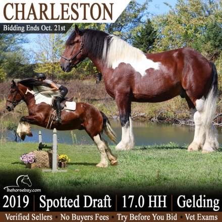 HorseID: 2320354 Charleston - PhotoID: 1107805