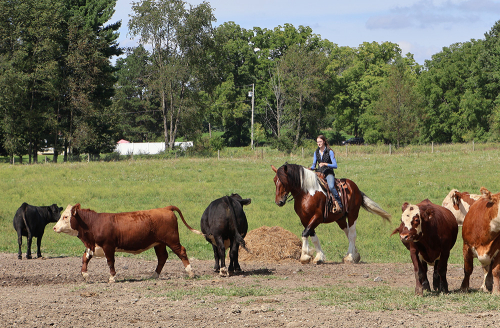 HorseID: 2320354 Charleston - PhotoID: 1107806