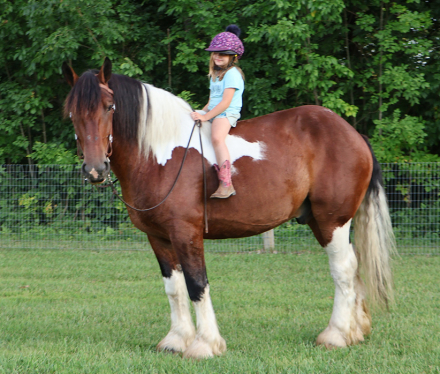 HorseID: 2320354 Charleston - PhotoID: 1107807