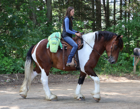 HorseID: 2320354 Charleston - PhotoID: 1107808