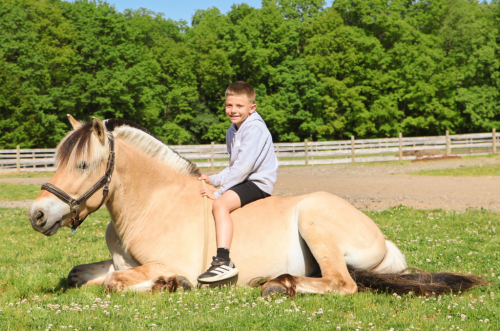 HorseID: 2320355 Shorelines Albert - PhotoID: 1107810