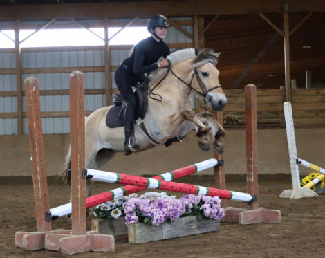 HorseID: 2320355 Shorelines Albert - PhotoID: 1107811