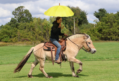 HorseID: 2320355 Shorelines Albert - PhotoID: 1107812