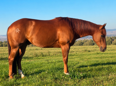 HorseID: 2320377 RTR Red Hot Class - PhotoID: 1107834