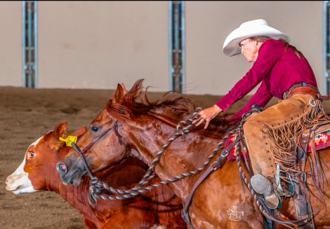 HorseID: 2320377 RTR Red Hot Class - PhotoID: 1107835