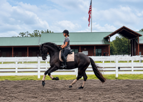 HorseID: 2320379 Nova - PhotoID: 1107839