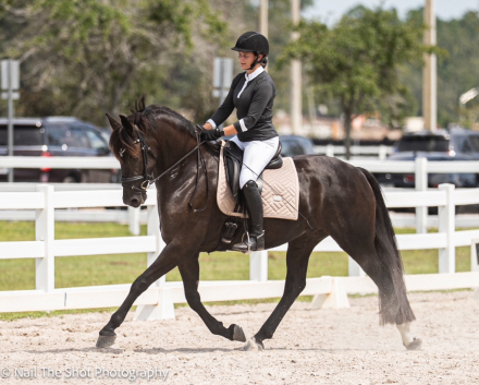 HorseID: 2320379 Nova - PhotoID: 1107840
