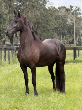 HorseID: 2320394 Amira fan Windchase - PhotoID: 1107850