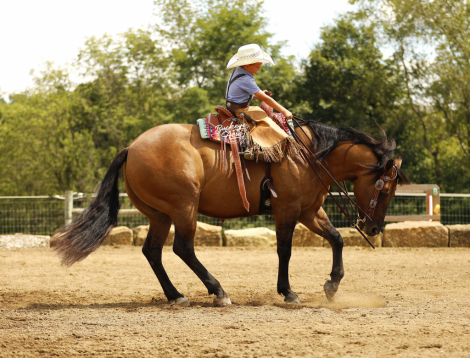 HorseID: 2320397 Smooth As Ice - PhotoID: 1107853