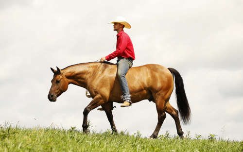 HorseID: 2320397 Smooth As Ice - PhotoID: 1108014