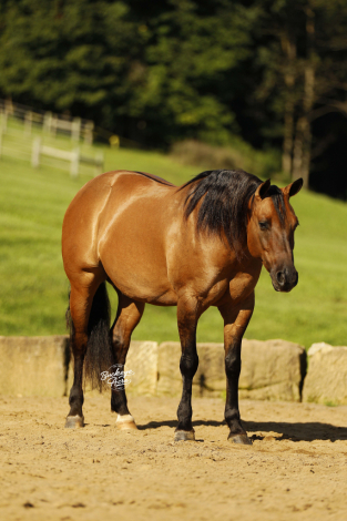 HorseID: 2320397 Smooth As Ice - PhotoID: 1108015